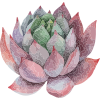 H1045-flower1.png